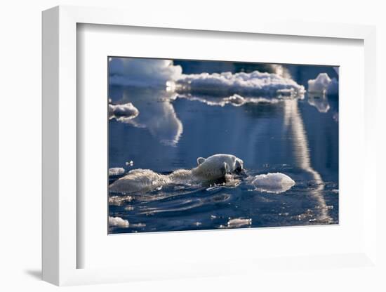 Polar Bear (Ursus maritimus) adult, swimming amongst melting ice, Austfonna, Nordaustlandet-Jules Cox-Framed Photographic Print