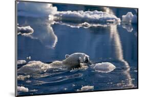 Polar Bear (Ursus maritimus) adult, swimming amongst melting ice, Austfonna, Nordaustlandet-Jules Cox-Mounted Photographic Print