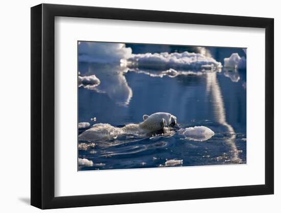 Polar Bear (Ursus maritimus) adult, swimming amongst melting ice, Austfonna, Nordaustlandet-Jules Cox-Framed Premium Photographic Print