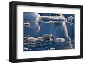 Polar Bear (Ursus maritimus) adult, swimming amongst melting ice, Austfonna, Nordaustlandet-Jules Cox-Framed Premium Photographic Print