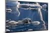 Polar Bear (Ursus maritimus) adult, swimming amongst melting ice, Austfonna, Nordaustlandet-Jules Cox-Mounted Premium Photographic Print