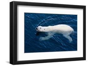 Polar Bear (Ursus maritimus) adult, swimming in open sea, Austfonna, Nordaustlandet-Jules Cox-Framed Photographic Print