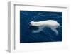 Polar Bear (Ursus maritimus) adult, swimming in open sea, Austfonna, Nordaustlandet-Jules Cox-Framed Photographic Print