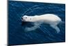 Polar Bear (Ursus maritimus) adult, swimming in open sea, Austfonna, Nordaustlandet-Jules Cox-Mounted Photographic Print