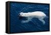 Polar Bear (Ursus maritimus) adult, swimming in open sea, Austfonna, Nordaustlandet-Jules Cox-Framed Stretched Canvas