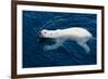 Polar Bear (Ursus maritimus) adult, swimming in open sea, Austfonna, Nordaustlandet-Jules Cox-Framed Photographic Print