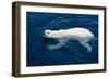 Polar Bear (Ursus maritimus) adult, swimming in open sea, Austfonna, Nordaustlandet-Jules Cox-Framed Photographic Print