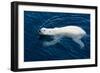 Polar Bear (Ursus maritimus) adult, swimming in open sea, Austfonna, Nordaustlandet-Jules Cox-Framed Photographic Print