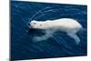 Polar Bear (Ursus maritimus) adult, swimming in open sea, Austfonna, Nordaustlandet-Jules Cox-Mounted Photographic Print