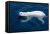 Polar Bear (Ursus maritimus) adult, swimming in open sea, Austfonna, Nordaustlandet-Jules Cox-Framed Stretched Canvas