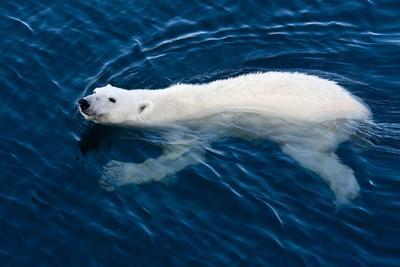 https://imgc.allpostersimages.com/img/posters/polar-bear-ursus-maritimus-adult-swimming-in-open-sea-austfonna-nordaustlandet_u-L-Q10YIR70.jpg?artPerspective=n