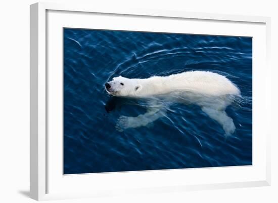 Polar Bear (Ursus maritimus) adult, swimming in open sea, Austfonna, Nordaustlandet-Jules Cox-Framed Photographic Print