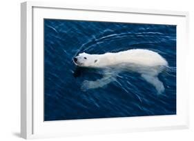 Polar Bear (Ursus maritimus) adult, swimming in open sea, Austfonna, Nordaustlandet-Jules Cox-Framed Photographic Print