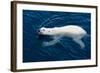 Polar Bear (Ursus maritimus) adult, swimming in open sea, Austfonna, Nordaustlandet-Jules Cox-Framed Photographic Print