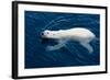 Polar Bear (Ursus maritimus) adult, swimming in open sea, Austfonna, Nordaustlandet-Jules Cox-Framed Photographic Print