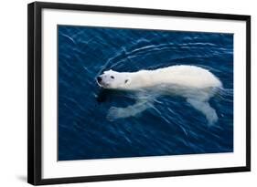 Polar Bear (Ursus maritimus) adult, swimming in open sea, Austfonna, Nordaustlandet-Jules Cox-Framed Photographic Print