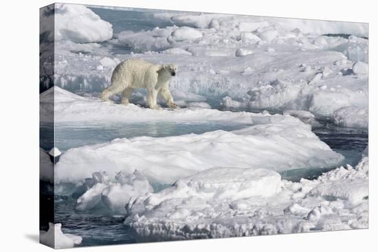 Polar Bear (Ursus maritimus) adult, walking on melting icefloe, Baffin Bay, North Atlantic Ocean-Martin Hale-Stretched Canvas