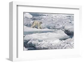 Polar Bear (Ursus maritimus) adult, walking on melting icefloe, Baffin Bay, North Atlantic Ocean-Martin Hale-Framed Photographic Print