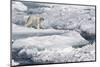 Polar Bear (Ursus maritimus) adult, walking on melting icefloe, Baffin Bay, North Atlantic Ocean-Martin Hale-Mounted Photographic Print