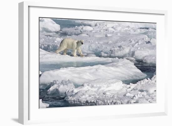 Polar Bear (Ursus maritimus) adult, walking on melting icefloe, Baffin Bay, North Atlantic Ocean-Martin Hale-Framed Photographic Print