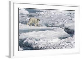 Polar Bear (Ursus maritimus) adult, walking on melting icefloe, Baffin Bay, North Atlantic Ocean-Martin Hale-Framed Photographic Print