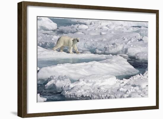 Polar Bear (Ursus maritimus) adult, walking on melting icefloe, Baffin Bay, North Atlantic Ocean-Martin Hale-Framed Photographic Print