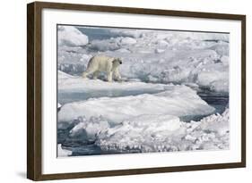 Polar Bear (Ursus maritimus) adult, walking on melting icefloe, Baffin Bay, North Atlantic Ocean-Martin Hale-Framed Photographic Print