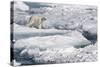 Polar Bear (Ursus maritimus) adult, walking on melting icefloe, Baffin Bay, North Atlantic Ocean-Martin Hale-Stretched Canvas