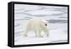 Polar Bear (Ursus maritimus) adult, walking on sea ice, Spitzbergen, Svalbard-Dickie Duckett-Framed Stretched Canvas