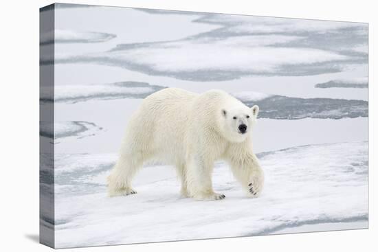 Polar Bear (Ursus maritimus) adult, walking on sea ice, Spitzbergen, Svalbard-Dickie Duckett-Stretched Canvas