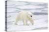 Polar Bear (Ursus maritimus) adult, walking on sea ice, Spitzbergen, Svalbard-Dickie Duckett-Stretched Canvas