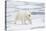 Polar Bear (Ursus maritimus) adult, walking on sea ice, Spitzbergen, Svalbard-Dickie Duckett-Stretched Canvas