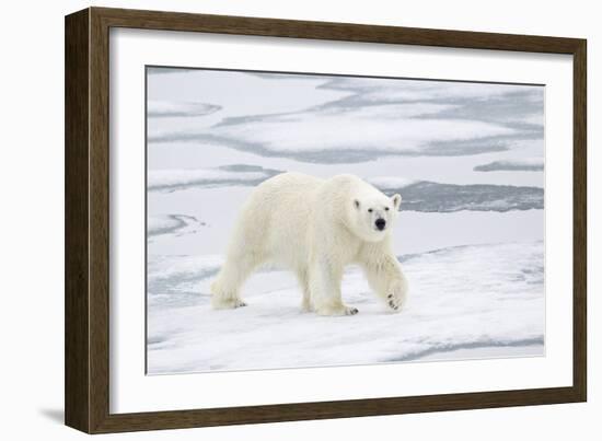 Polar Bear (Ursus maritimus) adult, walking on sea ice, Spitzbergen, Svalbard-Dickie Duckett-Framed Photographic Print