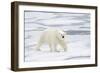 Polar Bear (Ursus maritimus) adult, walking on sea ice, Spitzbergen, Svalbard-Dickie Duckett-Framed Photographic Print