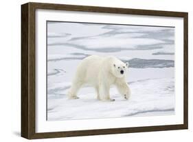 Polar Bear (Ursus maritimus) adult, walking on sea ice, Spitzbergen, Svalbard-Dickie Duckett-Framed Photographic Print