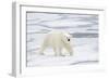 Polar Bear (Ursus maritimus) adult, walking on sea ice, Spitzbergen, Svalbard-Dickie Duckett-Framed Photographic Print