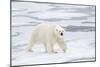 Polar Bear (Ursus maritimus) adult, walking on sea ice, Spitzbergen, Svalbard-Dickie Duckett-Mounted Photographic Print