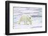 Polar Bear (Ursus maritimus) adult, walking on sea ice, Spitzbergen, Svalbard-Dickie Duckett-Framed Photographic Print