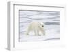 Polar Bear (Ursus maritimus) adult, walking on sea ice, Spitzbergen, Svalbard-Dickie Duckett-Framed Photographic Print