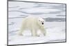 Polar Bear (Ursus maritimus) adult, walking on sea ice, Spitzbergen, Svalbard-Dickie Duckett-Mounted Photographic Print