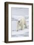 Polar Bear (Ursus maritimus) adult, walking on sea ice, Spitzbergen, Svalbard-Dickie Duckett-Framed Photographic Print