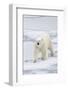 Polar Bear (Ursus maritimus) adult, walking on sea ice, Spitzbergen, Svalbard-Dickie Duckett-Framed Photographic Print