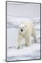 Polar Bear (Ursus maritimus) adult, walking on sea ice, Spitzbergen, Svalbard-Dickie Duckett-Mounted Photographic Print