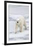 Polar Bear (Ursus maritimus) adult, walking on sea ice, Spitzbergen, Svalbard-Dickie Duckett-Framed Photographic Print