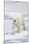 Polar Bear (Ursus maritimus) adult, walking on sea ice, Spitzbergen, Svalbard-Dickie Duckett-Mounted Photographic Print