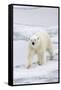 Polar Bear (Ursus maritimus) adult, walking on sea ice, Spitzbergen, Svalbard-Dickie Duckett-Framed Stretched Canvas