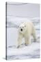 Polar Bear (Ursus maritimus) adult, walking on sea ice, Spitzbergen, Svalbard-Dickie Duckett-Stretched Canvas