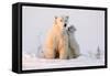 Polar Bear (Ursus Maritimus) and Cub, Wapusk National Park, Churchill, Hudson Bay, Manitoba, Canada-David Jenkins-Framed Stretched Canvas