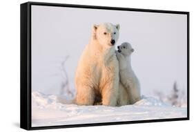 Polar Bear (Ursus Maritimus) and Cub, Wapusk National Park, Churchill, Hudson Bay, Manitoba, Canada-David Jenkins-Framed Stretched Canvas