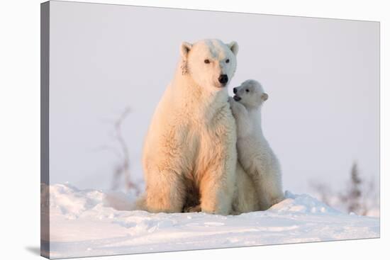 Polar Bear (Ursus Maritimus) and Cub, Wapusk National Park, Churchill, Hudson Bay, Manitoba, Canada-David Jenkins-Stretched Canvas